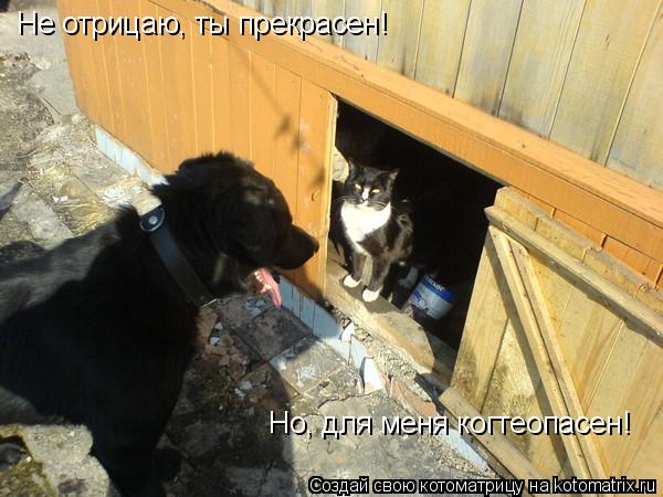 Котоматрица: Не отрицаю, ты прекрасен! Но, для меня когтеопасен!
