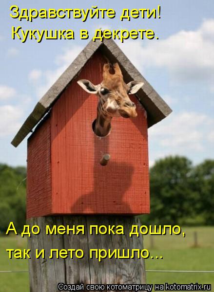 Здравствуйте дети! Кукушка в декрете. А до меня пока дошло, так и лето пришло...... Котоматрица: Здравствуйте дети! Кукушка в декрете. А до меня пока дошло, так и лето пришло...