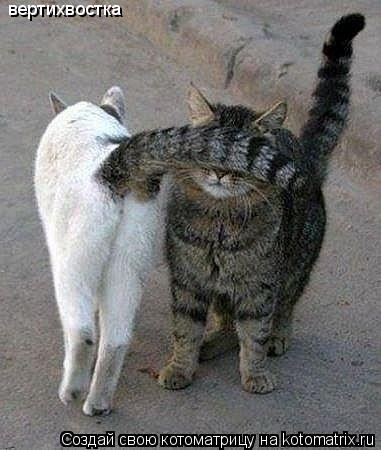 Котоматрица: вертихвостка