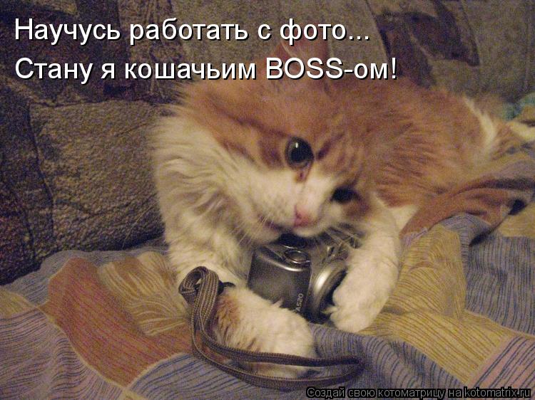 Котоматрица: Научусь работать с фото... Стану я кошачьим BOSS-ом!