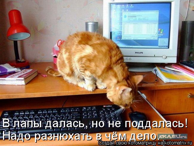Котоматрица: В лапы далась, но не поддалась! Надо разнюхать в чём дело.