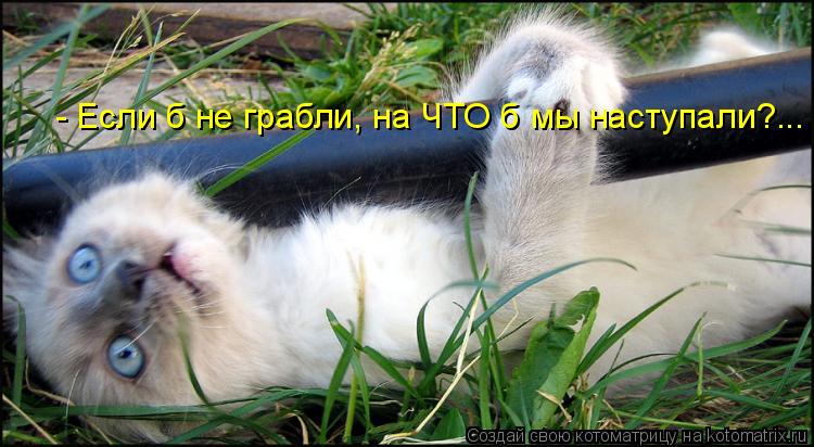 - Если б не грабли, на ЧТО б мы наступали?...... Котоматрица: - Если б не грабли, на ЧТО б мы наступали?...