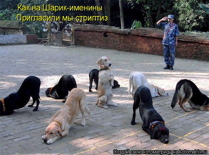 Котоматрица: Как на Шарик-именины Пригласили мы стриптиз