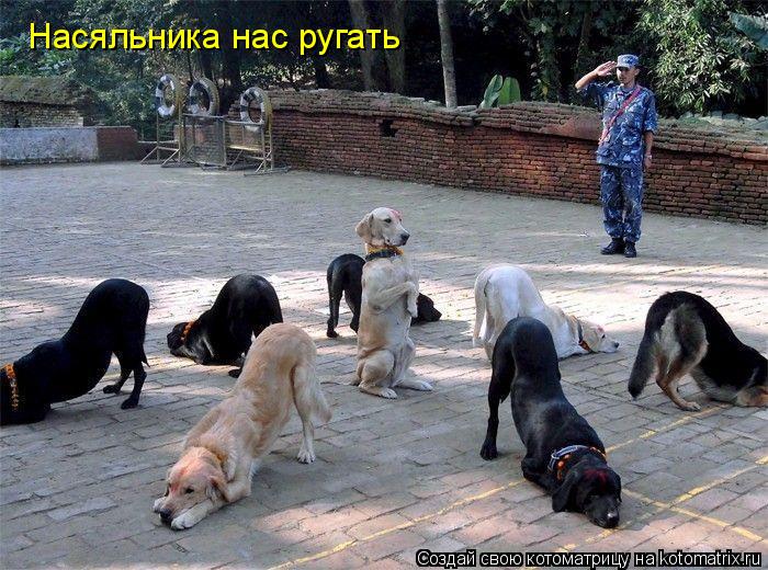 Котоматрица: Насяльника нас ругать