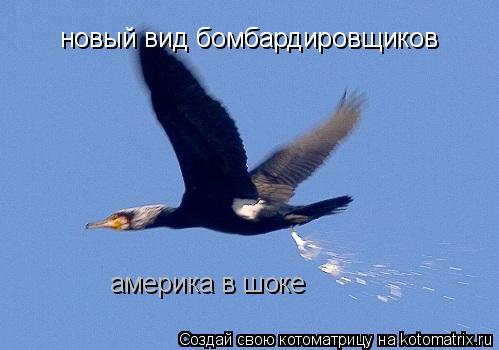 Котоматрица: новый вид бомбардировщиков америка в шоке