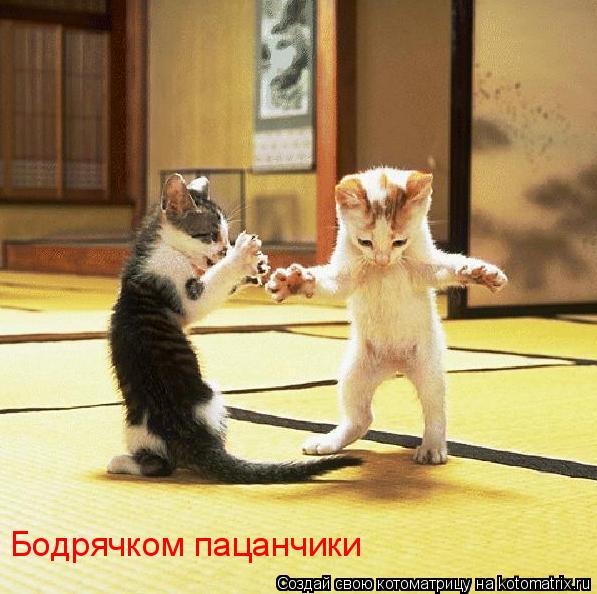 Котоматрица: Бодрячком пацанчики