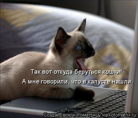 Котоматрица: Так вот откуда беруться кошки! А мне говорили, что в капусте нашли.