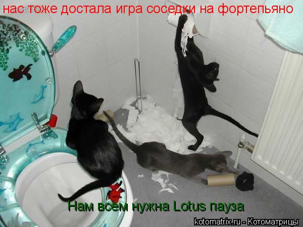 Котоматрица: нас тоже достала игра соседки на фортепьяно Нам всем нужна Lotus пауза