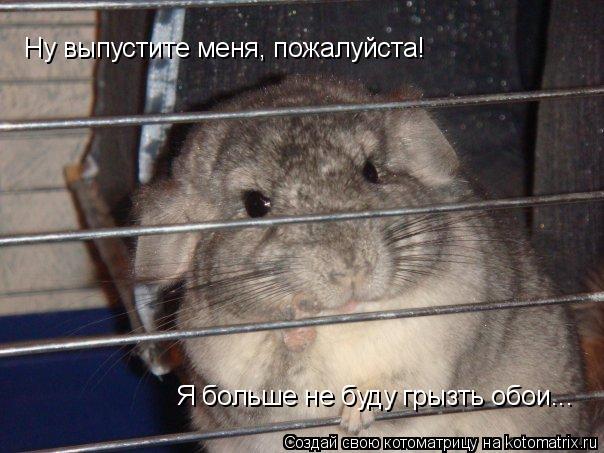 Котоматрица: Ну выпустите меня, пожалуйста!  Я больше не буду грызть обои...