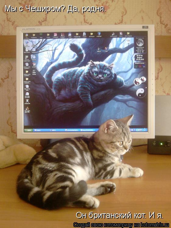 Котоматрица: Мы с Чеширом? Да, родня. Он британский кот. И я.