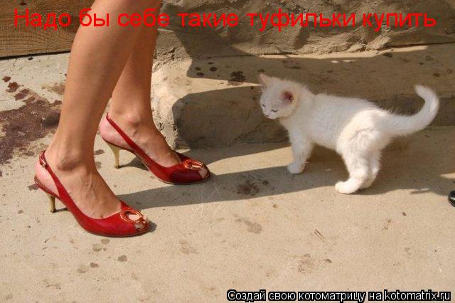 Котоматрица: Надо бы себе такие туфильки купить