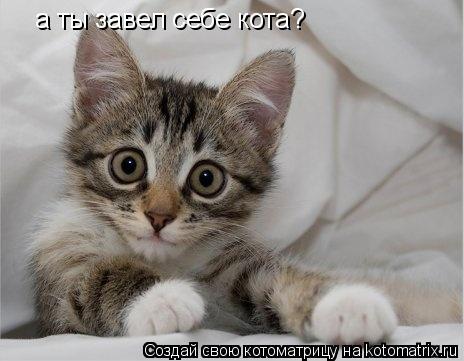 Котоматрица: а ты завел себе кота?
