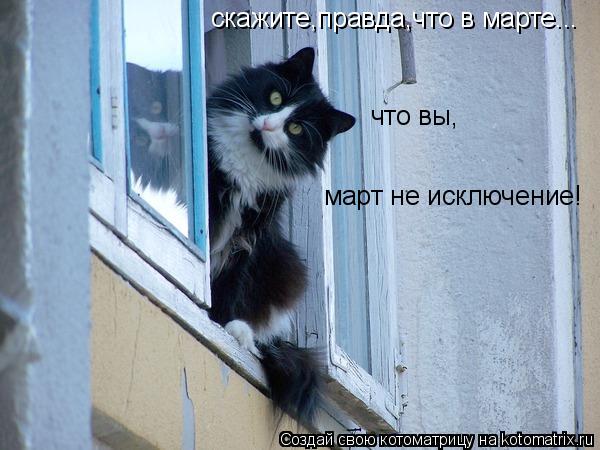 Котоматрица: скажите,правда,что в марте... что вы, март не исключение!