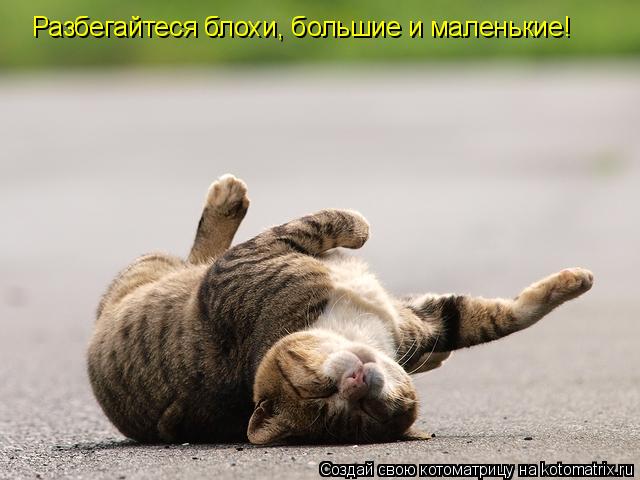 Котоматрица: Разбегайтеся блохи, большие и маленькие!