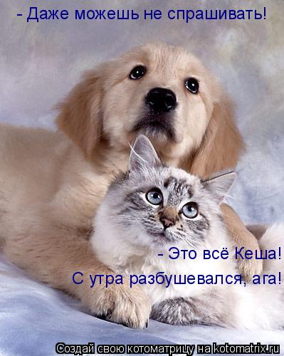 Котоматрица: - Даже можешь не спрашивать! - Это всё Кеша! С утра разбушевался, ага!
