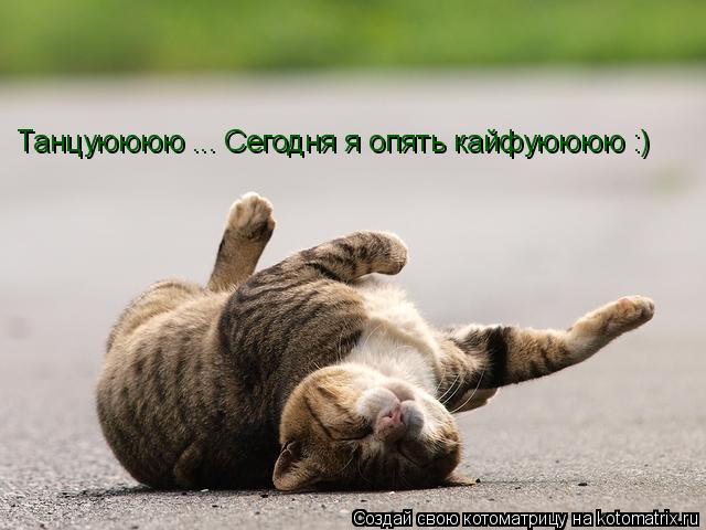 Котоматрица: Танцуюююю ... Сегодня я опять кайфуюююю :)