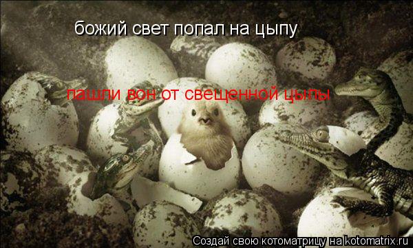 Котоматрица: божий свет попал на цыпу  пашли вон от свещенной цыпы