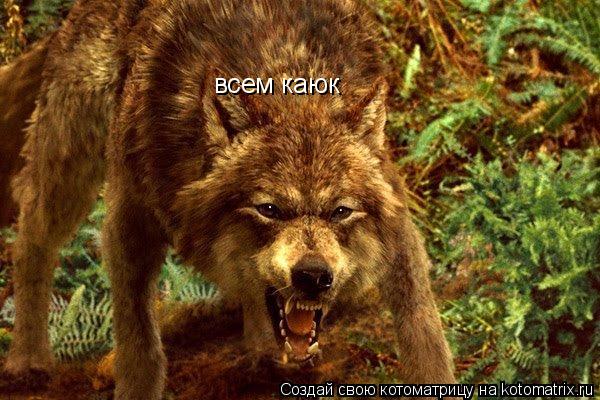 Котоматрица: всем каюк
