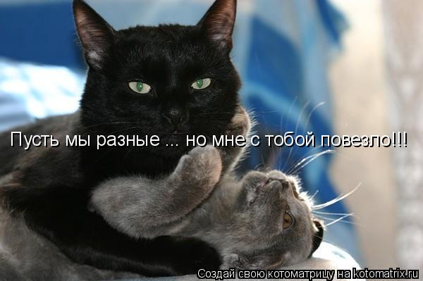 Котоматрица: Пусть мы разные ... но мне с тобой повезло!!!