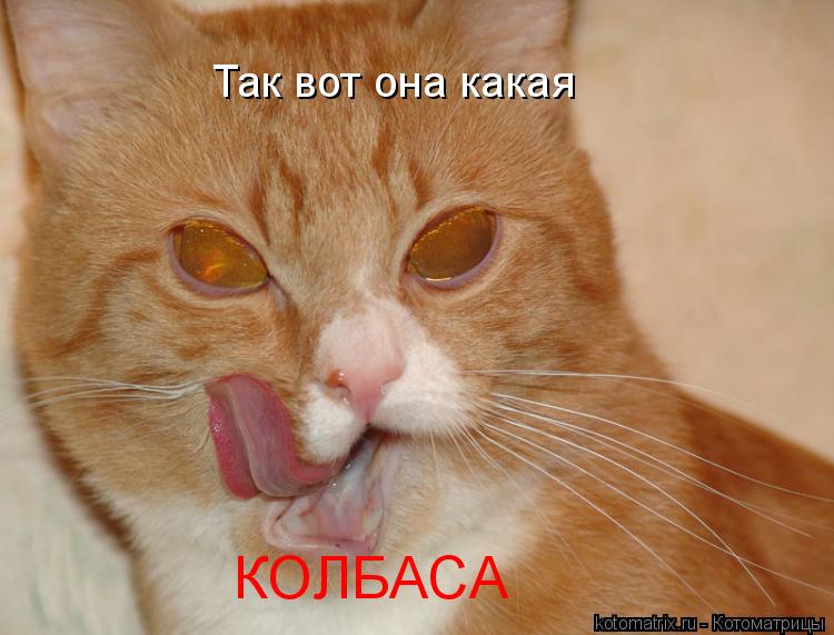 Котоматрица: Так вот она какая КОЛБАСА