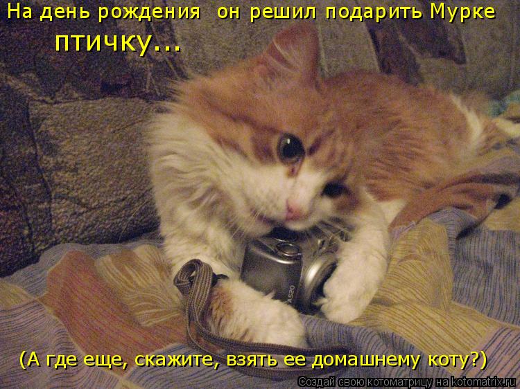Котоматрица: (А где еще, скажите, взять ее домашнему коту?) На день рождения  он решил подарить Мурке птичку...