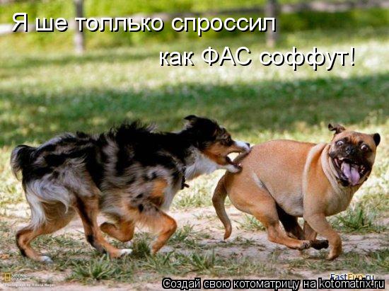 Котоматрица: Я ше толлько спроссил как ФАС соффут!