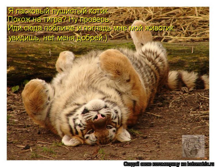 Котоматрица: Я ласковый пушистый котик... Похож на тигра? Ну проверь... Иди сюда поближе и погладь мне мой животик, увидишь, нет меня добрей;)
