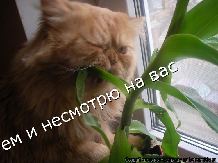 Котоматрица: ем и несмотрю на вас