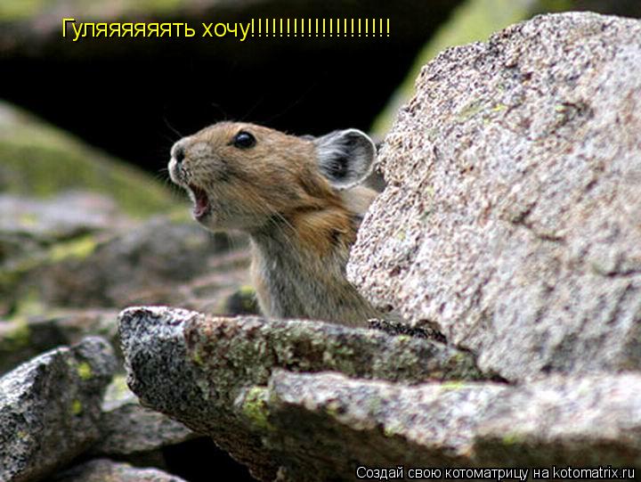 Котоматрица: Гуляяяяяять хочу!!!!!!!!!!!!!!!!!!!!