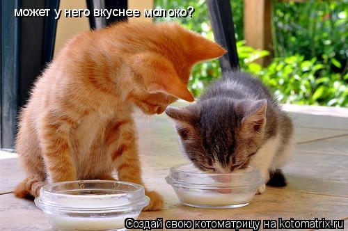 Котоматрица: может у него вкуснее молоко?