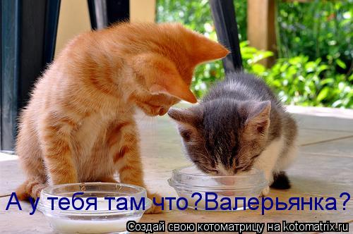 Котоматрица: А у тебя там что?Валерьянка?