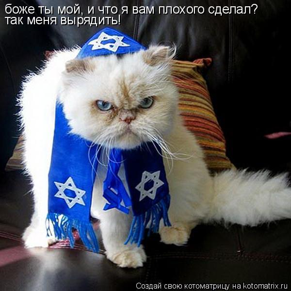 Котоматрица: боже ты мой, и что я вам плохого сделал? так меня вырядить!
