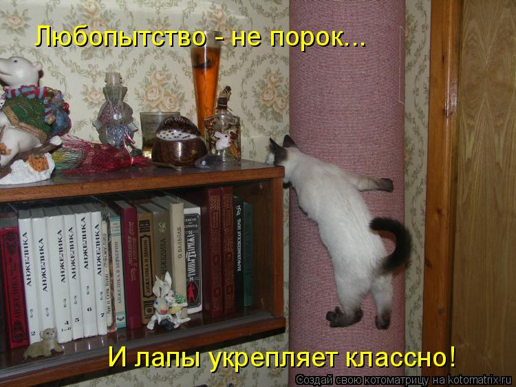 Любопытство - не порок... И лапы укрепляет классно!... Котоматрица: Любопытство - не порок... И лапы укрепляет классно!