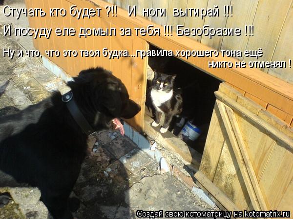 Котоматрица: Ну и что, что это твоя будка...правила хорошего тона ещё никто не отменял ! И посуду еле домыл за тебя !!! Безобразие !!! Стучать кто будет ?!!   И  н