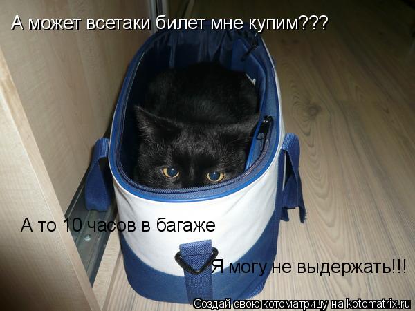 Котоматрица: А может всетаки билет мне купим???   А то 10 часов в багаже  Я могу не выдержать!!!