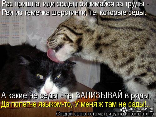 Раз пришла, иди сюды,принимайся за труды - Рви из темечка шерстинки, те, которые седы. А какие не сед... Котоматрица: Раз пришла, иди сюды,принимайся за труды - Рви из темечка шерстинки, те, которые седы. А какие не седы - ты ЗАЛИЗЫВАЙ в ряды, Да полегче языком-