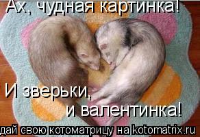 Котоматрица: Ах, чудная картинка! И зверьки,  и валентинка!