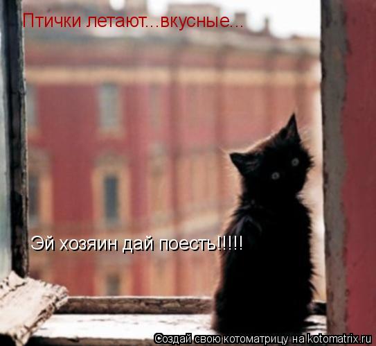 Котоматрица: Шо такое? Мне в окно нельзя посмотреть??? Птички летают...вкусные... Птички летают...вкусные...    Эй хозяин дай поесть!!!!!