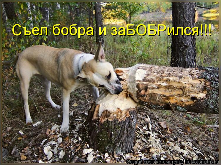 Котоматрица: Съел бобра и заБОБРился!!!