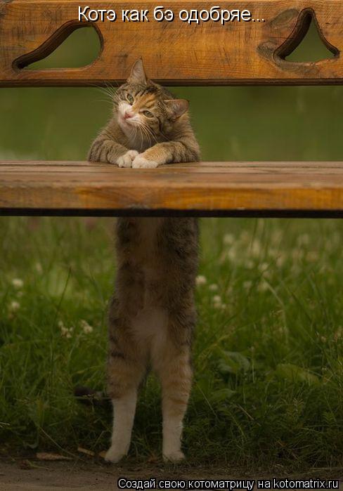 Котоматрица: Котэ как бэ одобряе...