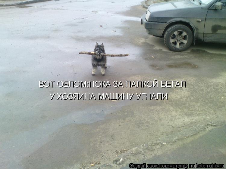 Котоматрица: ВОТ ОБЛОМ:ПОКА ЗА ПАЛКОЙ БЕГАЛ У ХОЗЯИНА МАШИНУ УГНАЛИ