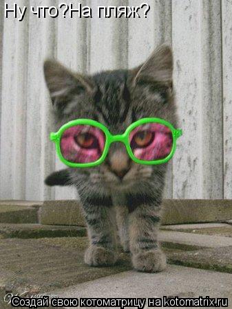 Котоматрица: Ну что?На пляж?