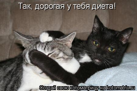 Котоматрица: Так, дорогая у тебя диета!