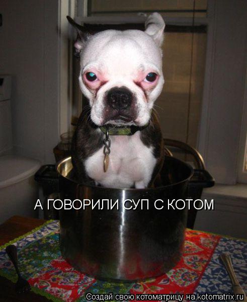 Котоматрица: А ГОВОРИЛИ СУП С КОТОМ
