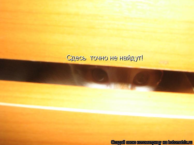 Котоматрица: Сдесь  точно не найдут!