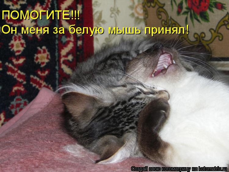 Котоматрица: ПОМОГИТЕ!!! Он меня за белую мышь принял!