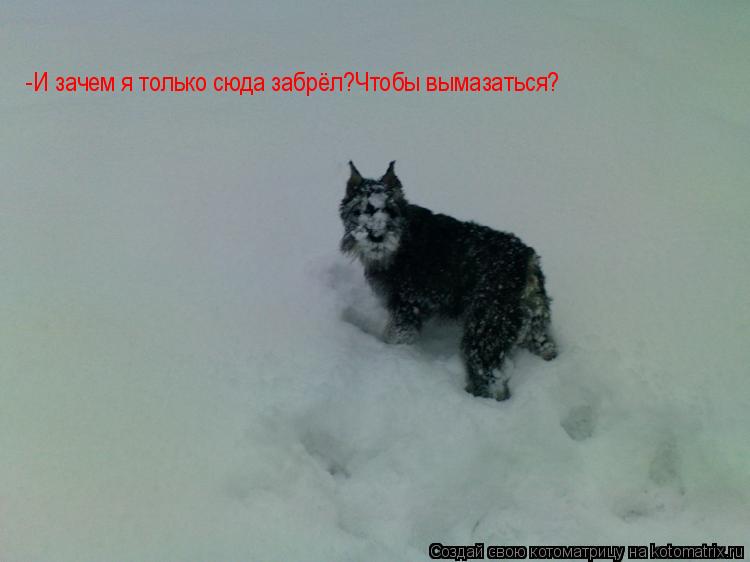 Котоматрица: -И зачем я только сюда забрёл?Чтобы вымазаться?