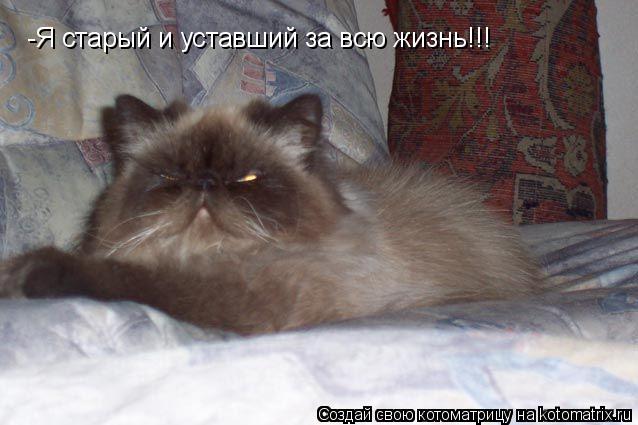 Котоматрица: -Я старый и уставший за всю жизнь!!!