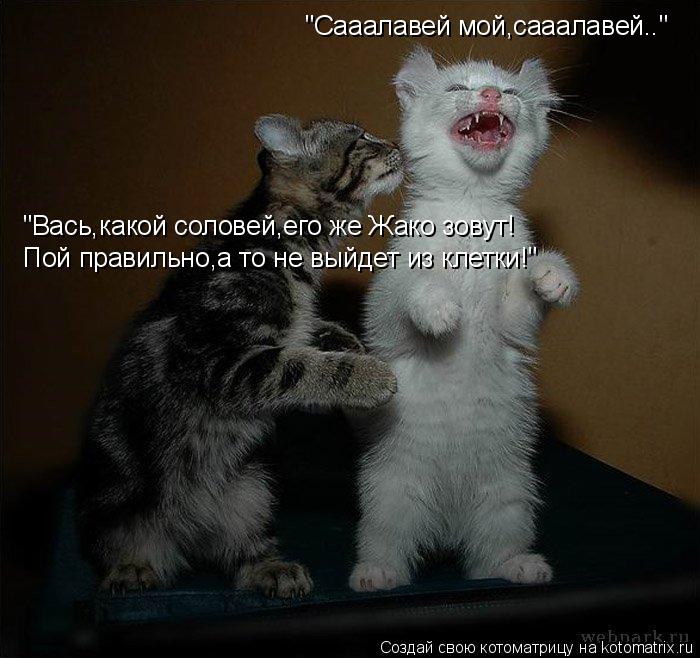 Котоматрица: "Сааалавей мой,сааалавей.." "Вась,какой соловей,его же Жако зовут!  Пой правильно,а то не выйдет из клетки!"