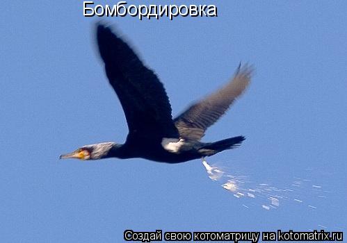 Котоматрица: Бомбордировка